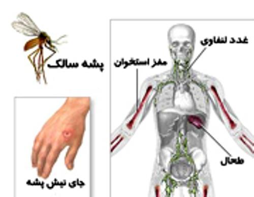 سالک؛ بیماری مشترک بین انسان و حیوان