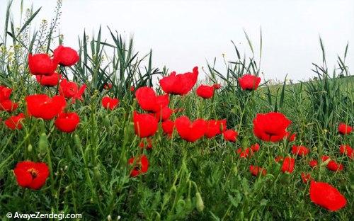 روستای قوردانلو