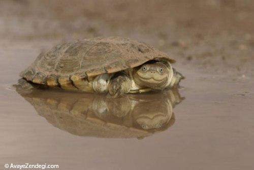 عجیب‌ترین لاک‌پشت‌های دنیا 