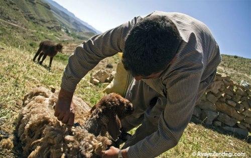 باغ میشی که بقمج شد