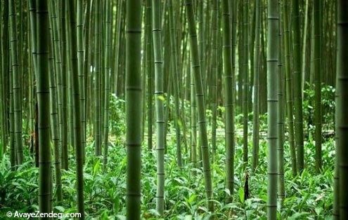 جنگل های فوق العاده زیبای بامبو در ژاپن