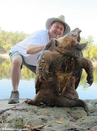 بزرگترین لاکپشت آب های شیرین