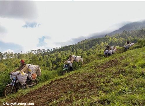 حمل و نقل در روستاهای اندونزی