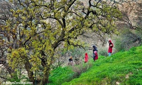 میراث بکر ریجاب