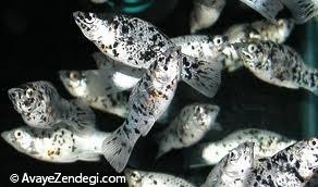  معرفی ماهی مولی دالماسی (Dalmatian Molly) 