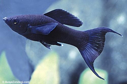  معرفی ماهی مولی دم بربطی (Lyretail Molly) 