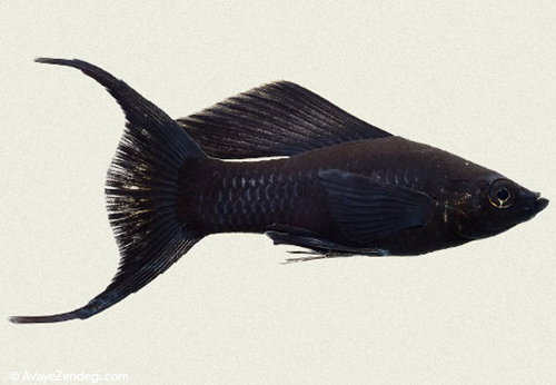  معرفی ماهی مولی دم بربطی (Lyretail Molly) 