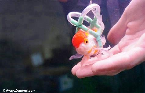 این ماهی با ویلچر شنا می کند