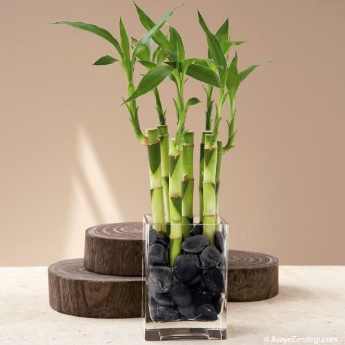 آیا به پرورش و نگه داری گیاه بامبو علاقه دارید؟