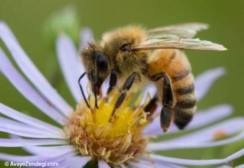 شناسایی بیماری‌ها با تجهیز زنبورها به فرستنده‌های ریز