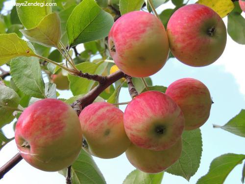 چگونه سیب و گوجه فرنگی از تحلیل عضلات جلوگیری می کند؟