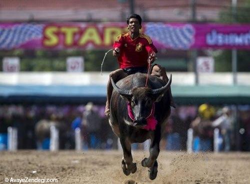 مسابقات بوفالو سواری در تایلند