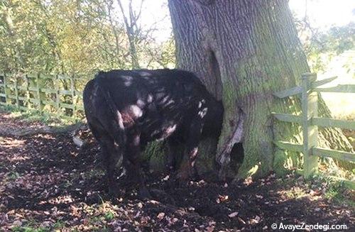 گیر کردن سر یک گاو در تنه درخت