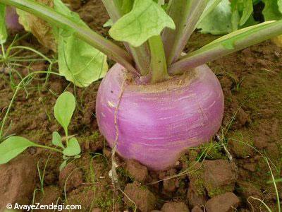 شلغم مهمترین گیاه ضد سرطان