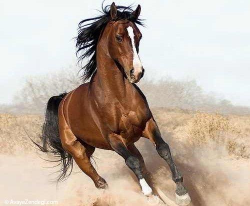 عکس های مهیج از اسب های وحشی و زیبا
