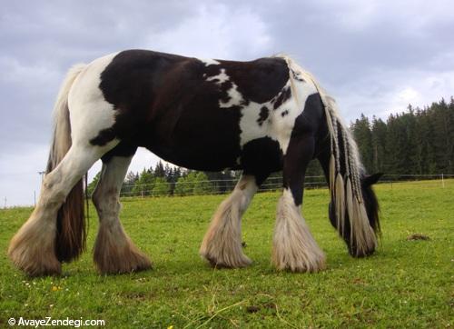 معرفی نژاد اسب اروپایی شایر