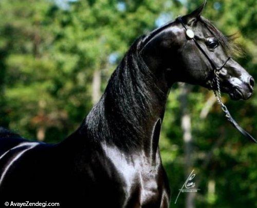 معرفی کامل نژاد اسب عرب