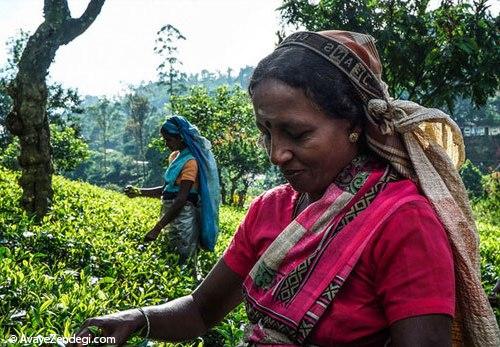 مزارع چای سیلان در سریلانکا