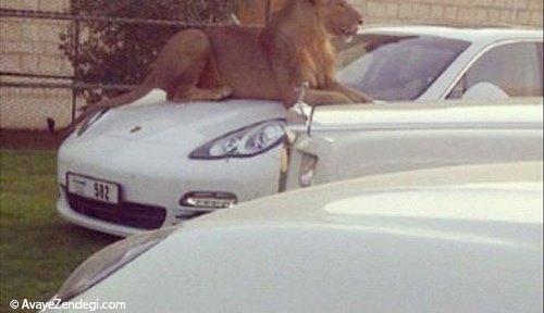  حیوانات خانگی عجیب در امارات! 