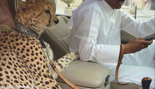 حیوانات خانگی عجیب در امارات!