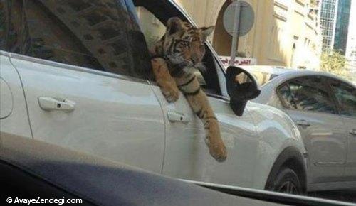  حیوانات خانگی عجیب در امارات! 