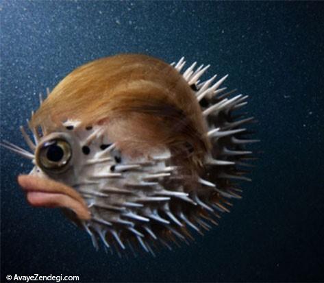 ترکیب دونالد ترامپ با ماهی پوفر!