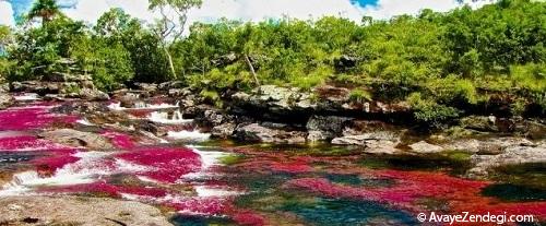 رنگی ترین رودخانه جهان 