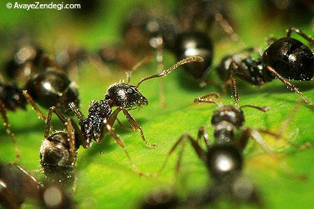 دانستنی هایی شگفت آور درباره مورچه ها