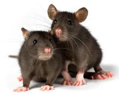 رفتار موش های نر و ماده در برابر ترس چگونه است؟