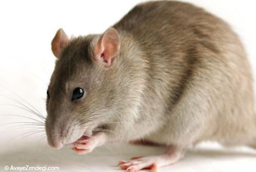 رفتار موش های نر و ماده در برابر ترس چگونه است؟