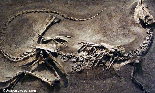 معروف‌ترین دایناسورهای جهان: دایلوفوساروس