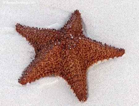 آشنایی با ستاره دریایی و شناخت ستاره دریایی