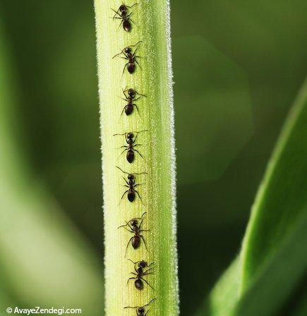 چگونه از شر مورچه ها خلاص شویم؟
