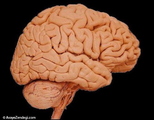  43 حقیقت جالب درباره مغز انسان که نمی دانستید! (3) 