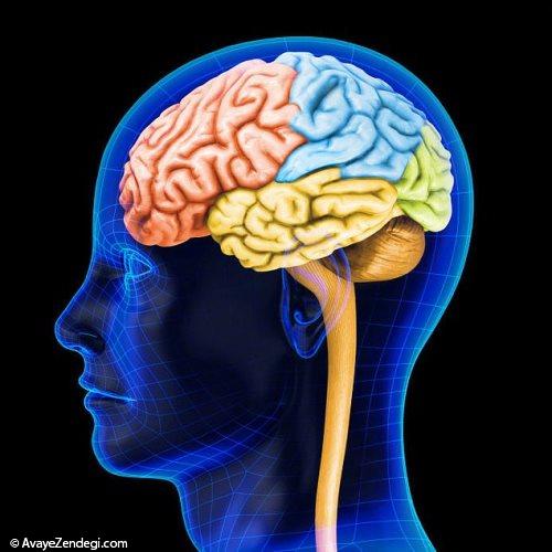  43 حقیقت جالب درباره مغز انسان که نمی دانستید! (3) 
