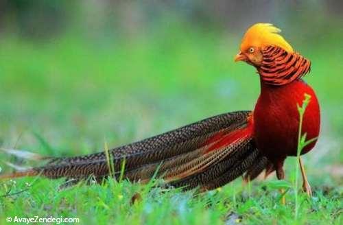 تصاویری از زیباترین پرندگان