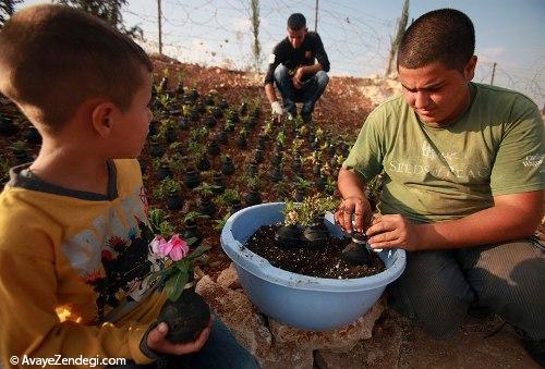 باغی غیر معمول و عجیب در نزدیکی غزه