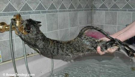 حمام کردن گربه ها