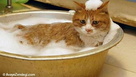 حمام کردن گربه ها